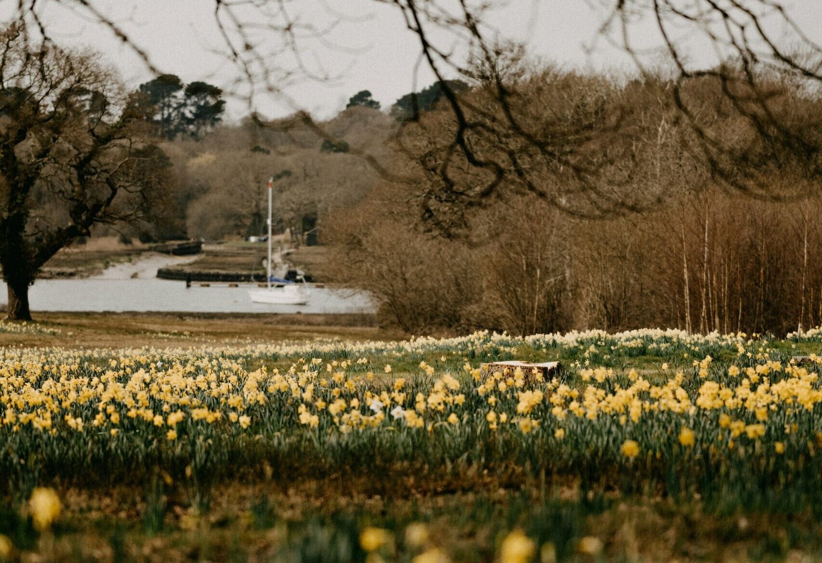 spring daffodils by river